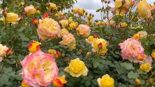 Veriety roses available rosenursery rosenursery roseflowers gardening rose roselover [upl. by Akin131]