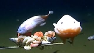 This is the Deepest Fish Ever Recorded in the Ocean [upl. by Aleicarg144]