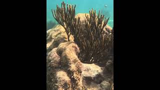 Caribbean Coralscape coral reef underwater [upl. by Stroud772]