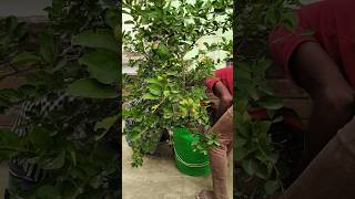 How to care lemon plant in my Roof garden 🏡viralshorts growinghome [upl. by Diad]