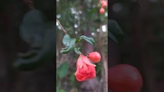 Beautiful red quotPomegranatequot flowers red merah merahdelima delima flower flowers flowershort [upl. by Tyne]