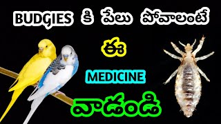 budgies కి పేలు పోవాలంటే ఈ medicine వాడండి Ganeshworldkakinada [upl. by Nilson]