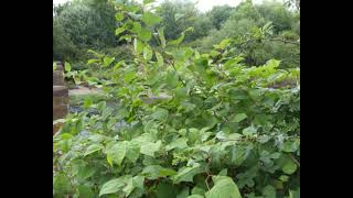 IVMs July Japanese Knotweed Identification Photos [upl. by Vento]