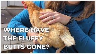 Understanding Molting in Chickens  Speed Process Up  Support Your Hens  Family Homestead Ep 71 [upl. by Lear]