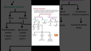 Regulation of respiration  one page anatomy notes [upl. by Aletha]