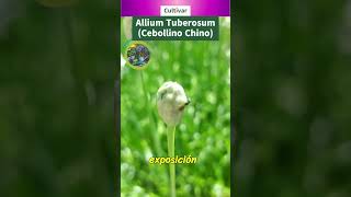 Cultivar Allium Tuberosum Cebollino Chino [upl. by Lisan65]