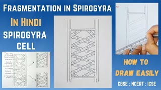 How to draw Spirogyra Easily Step by Step in Hindi  Fragmentation in Spirogyra [upl. by Oiceladni]