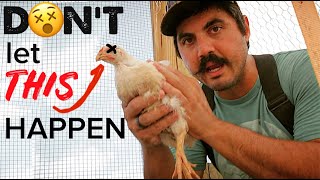 10 Ways You Are Killing Your Meat Chickens Without Realizing It [upl. by Kubetz]