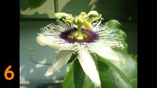 passion fruit time lapse from bud to fruit [upl. by Nilauqcaj]