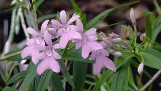 Oerstedella centradenia [upl. by Bekaj739]