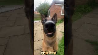 The dogs teeth are chattering so hard😍🤣 animals dog asmr [upl. by Land]