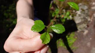 Twinflower Linnaea borealis [upl. by Nirot]