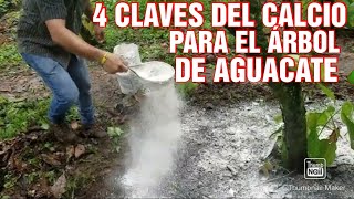 CÓMO cultivar AGUACATES con ÉXITO [upl. by Enahs]