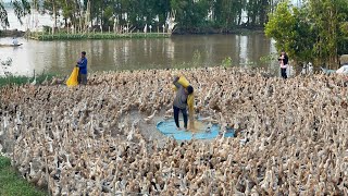 Full 1day closeup video on Freerange duck farming techniques in rural areas for high profitsquotFarm [upl. by Lareena539]