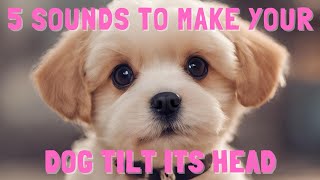 5 Sounds to Make Your Dog Tilt Its Head  Doggy Head Tilt Tricks [upl. by Ierdna]