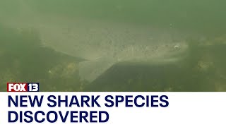 New shark species discovered in Puget Sound [upl. by Halvaard110]