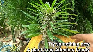 How to grow Pachypodium plant [upl. by Zoldi]