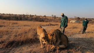 Gweru Antelope Park [upl. by Itnahsa546]