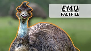 Emu Facts They WON the GREAT EMU WAR  Animal Fact Files [upl. by Ahsitneuq]