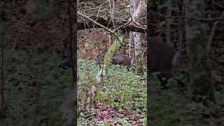 Wildlife at Hareshaw waterfall [upl. by Nohtiek]