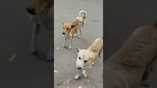 dogfunny hota haidog kis ko pasand hai comment mei batana gali mein Jo dog rahata hai o dog Ko [upl. by Yursa809]