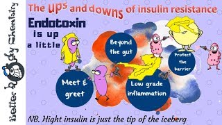 Endotoxin in insulin resistance [upl. by Adnuhsed706]