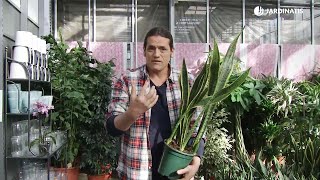 Variedades de sansevieria  Decogarden  Jardinatis [upl. by Aracot]