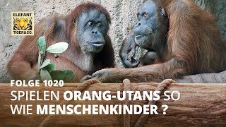 Neugier die Wissen schafft Folge 1020  Elefant Tiger amp Co  MDR [upl. by Ecnal959]