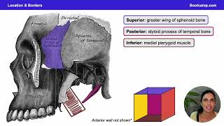 Location amp Borders Infratemporal IT Fossa  Head amp Neck Anatomy  Med School Bootcamp [upl. by Rennoc]