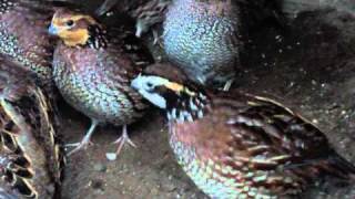 Bobwhite Quail 2 year old part 2 [upl. by Yates73]