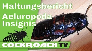 Haltungsbericht Aeluropoda insignis [upl. by Anaeirb493]