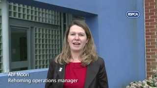 How to rehome and RSPCA animal [upl. by Hras]