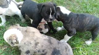 Alapaha BlueBlood Bulldog puppies [upl. by Akemet75]