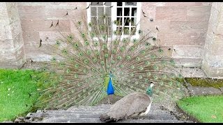 Peacock mating dance and tail fanning at Scone Palace Perth Scotland April 2017 [upl. by Dubois54]