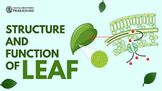 Structure amp Function of a Leaf  Class6  Biology  Goyal Brothers Prakashan [upl. by Ahsiket]