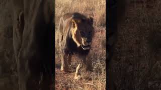 Lion 🦁🔥 Tswalu Lahari Reserve South Africa 🌍 animals lion shortsfeed shorts wildlife [upl. by Randolph]