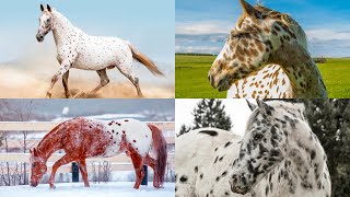 The Appaloosa Horse A Spotted Legend of Beauty and Strength [upl. by Nikolos721]