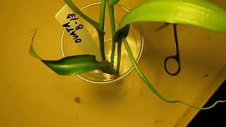 How I Do Nepenthes Stem Cuttings [upl. by Aeriell]