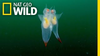 Watch These Adorable Sea Creatures’ Graceful Mating Dance  Nat Geo Wild [upl. by Ikila]