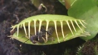 Predator plant devours a fly  Растениехищник сжирает муху [upl. by Toile]