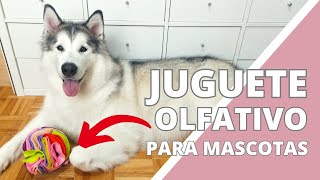 Cómo Hacer un Juguete Olfativo para Perros ¡Fácil y Divertido [upl. by Adnocahs]