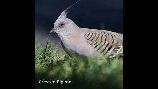 Crested Pigeon australianbirds australiannativebirds [upl. by Etteuqaj60]