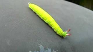 Evening Brown butterfly caterpillar Melanitis leda bankia [upl. by Marienthal]