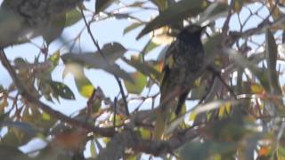 Regent Honeyeater Little Wattlebird mimicry [upl. by Chadburn]