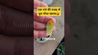 Echeveria Elegans Succulent Plant Care amp Tips nanhapodha echeveria succulentcare [upl. by Anthe154]