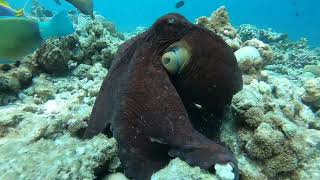 Maldives a snorkeling heaven [upl. by Raye]