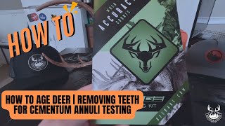 How to Age Deer  Removing Teeth for Cementum Annuli Testing [upl. by Raddi]