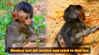 The baby monkey screamed miserably and was looking for his mother so pitiful [upl. by Orna765]