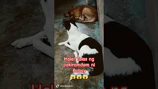 Hala Talas ng pakiramdam ni Bobay adopteddog dog puppy shorts [upl. by Damara]