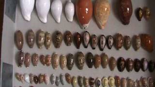 My seashells collection  Ma collection de coquillages cypraea conus cowries murex [upl. by Algy]